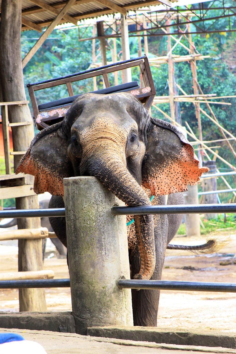 Im Elefantencamp in Thailand - ©Astrid Fuhse (Eberhardt TRAVEL)