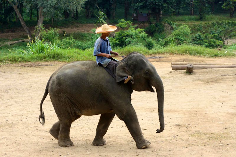 Im Elefantencamp in Thailand - ©Astrid Fuhse (Eberhardt TRAVEL)