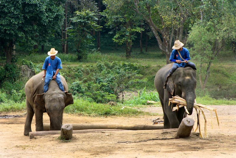 Im Elefantencamp in Thailand - ©Astrid Fuhse (Eberhardt TRAVEL)