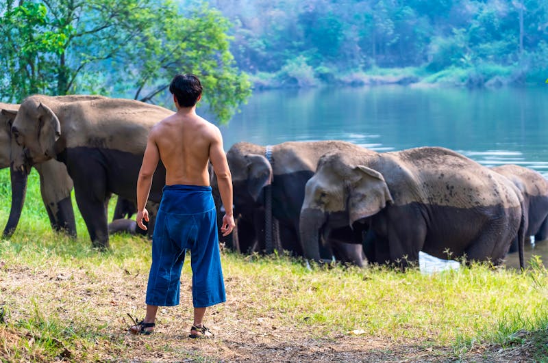 In einem Elefanten Camp in Thailand - ©somchairakin - stock.adobe.com