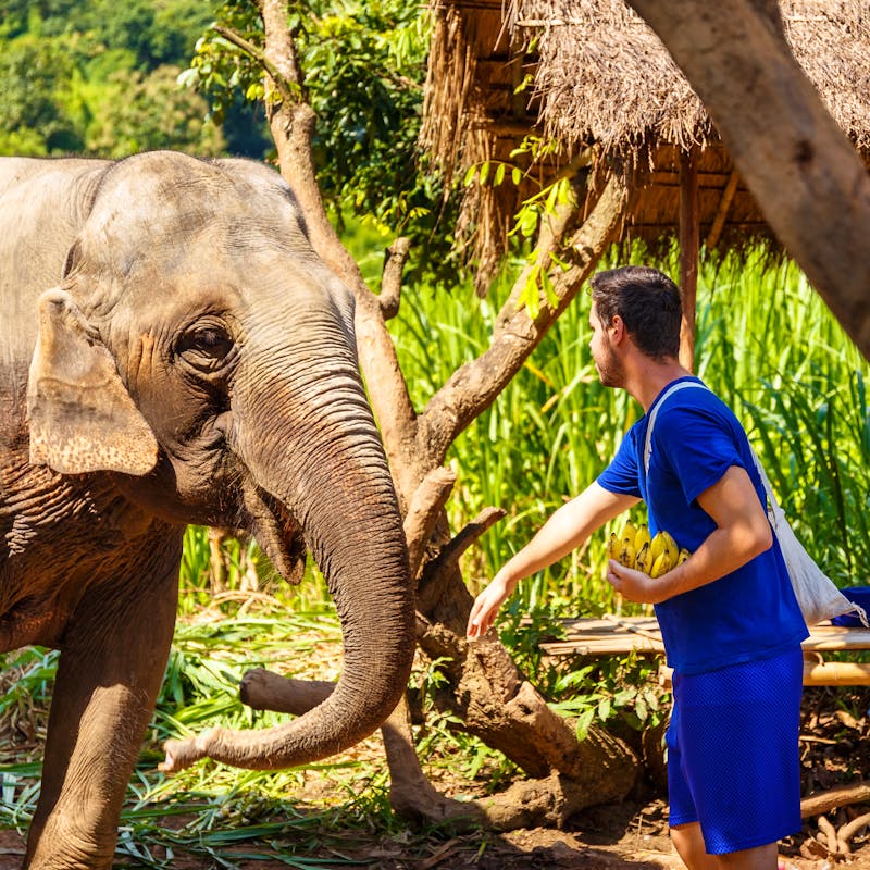 In einem Elefanten Camp in Thailand - ein Mahout füttert einen Elefanten mit Bananen - ©LAMBERTOJESUS - stock.adobe.com