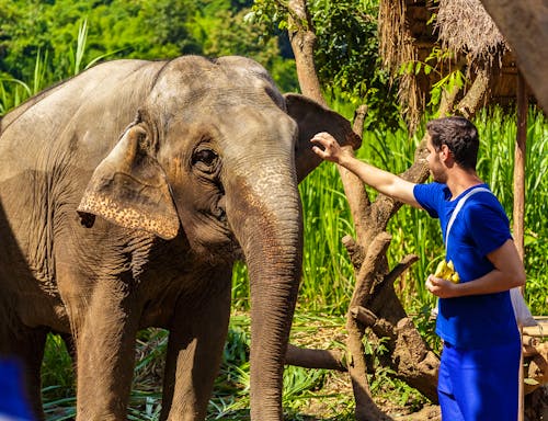 In einem Elefanten Camp in Thailand - ein Mahout füttert einen Elefanten mit Bananen &ndash; &copy; LAMBERTOJESUS - stock.adobe.com