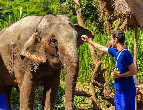 In einem Elefanten Camp in Thailand - ein Mahout füttert einen Elefanten mit Bananen – © LAMBERTOJESUS - stock.adobe.com