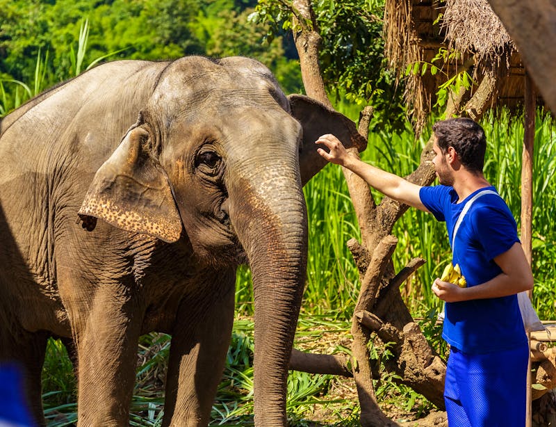 In einem Elefanten Camp in Thailand - ein Mahout füttert einen Elefanten mit Bananen - ©LAMBERTOJESUS - stock.adobe.com