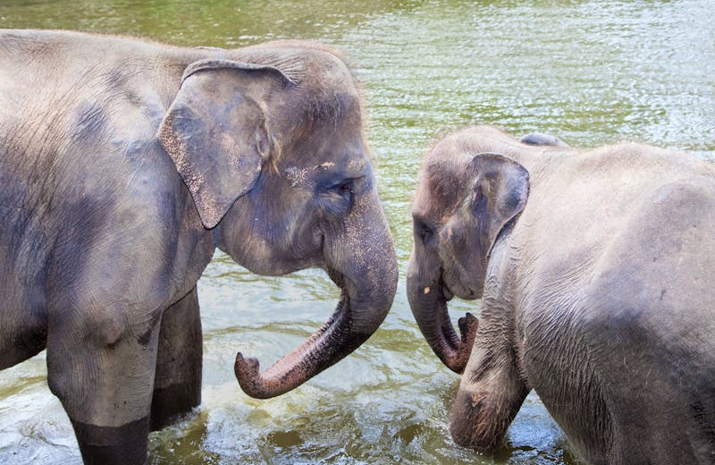 In einem Elefanten Camp in Thailand - zwei Elefanten spielen im Wasser - ©Aleksandar Todorovic - stock.ado
