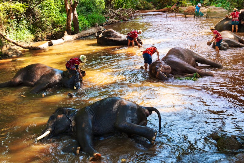 In einem Elefanten Camp in Thailand - Mahouts baden und waschen die Elefanten - ©Ilena - stock.adobe.com