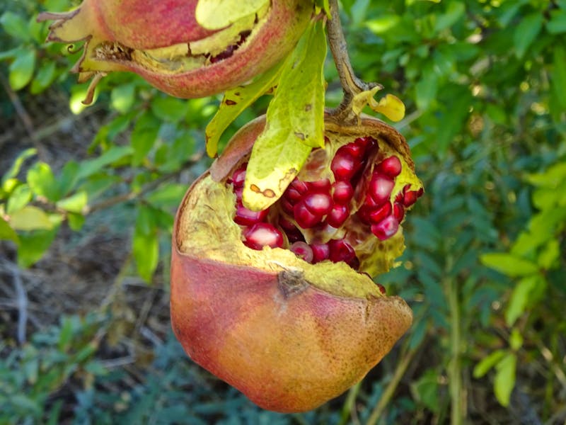 Granatapfel in Aserbaidschan - ©Dr. Inge Bily - Eberhardt TRAVEL