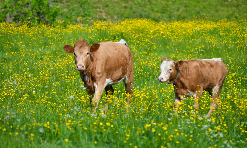 Kühe bei Zdiar am Fuße der Hohen Tatra - &copy;Susanne Fritzsche - stock.adobe.com