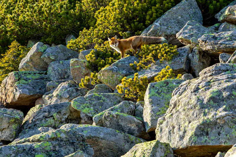 Fuchs in der Hohen Tatra am Hrebienok - &copy;Curioso.Photography - stock.adobe.com