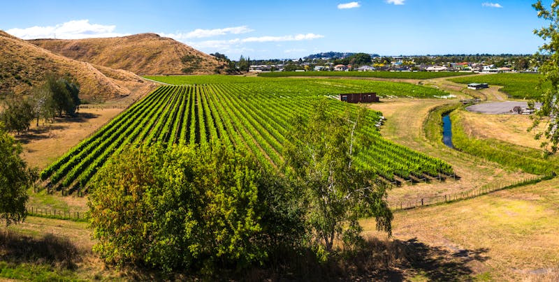 Weinanbau bei Napier und der Hawkes Bay Region - ©Matthew Williams-Ellis Travel Photography - stock.adobe.com
