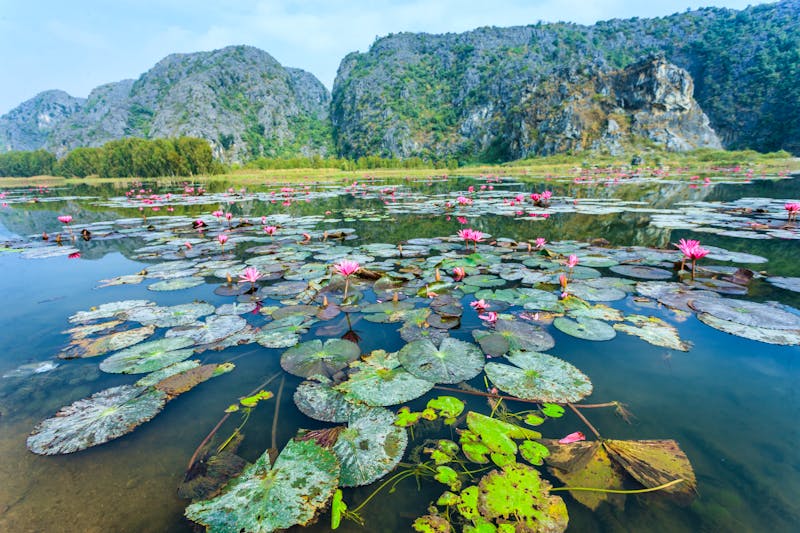 Seerosen im Van Long Naturreservat - Trockene Ha Long-Bucht - ©Nguyen Vu Quan - stock.adobe.com