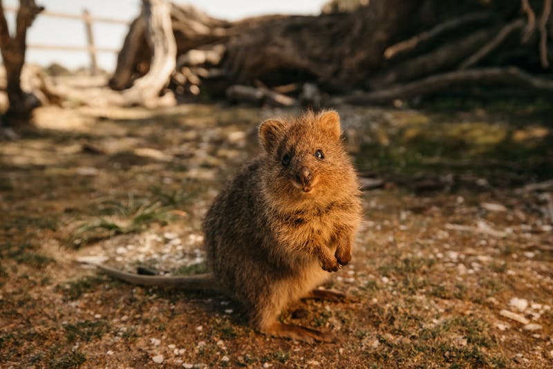 Quokka auf Rottnest Island - ©Jarrad Seng - Tourism Western Australia