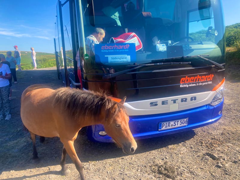 Dartmoor-Pony am Eberhardt-Reisebus - ©Mathias Schirmer - Eberhardt TRAVEL