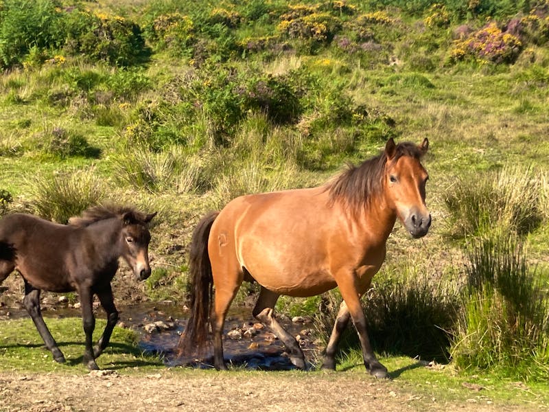 Dartmoor-Pferde in Südengland - ©Mathias Schirmer - Eberhardt TRAVEL