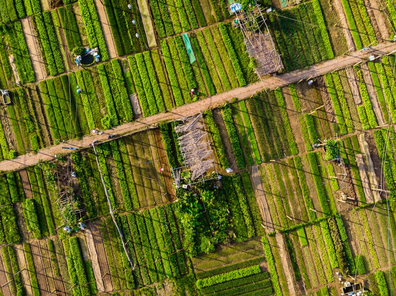 Tra Que bei Hoi An - ökologischer Gemüseanbau auf dem Lande - ©lukszczepanski - stock.adobe.com