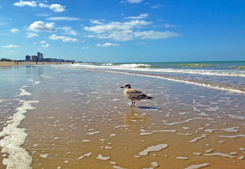 Strand von Ostende an der Nordsee   - ©tarkvimada - stock.adobe.com