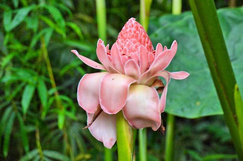 Eden Project - botanischer Garten in Cornwallt - ©Konrad Füssel - Eberhardt TRAVEL