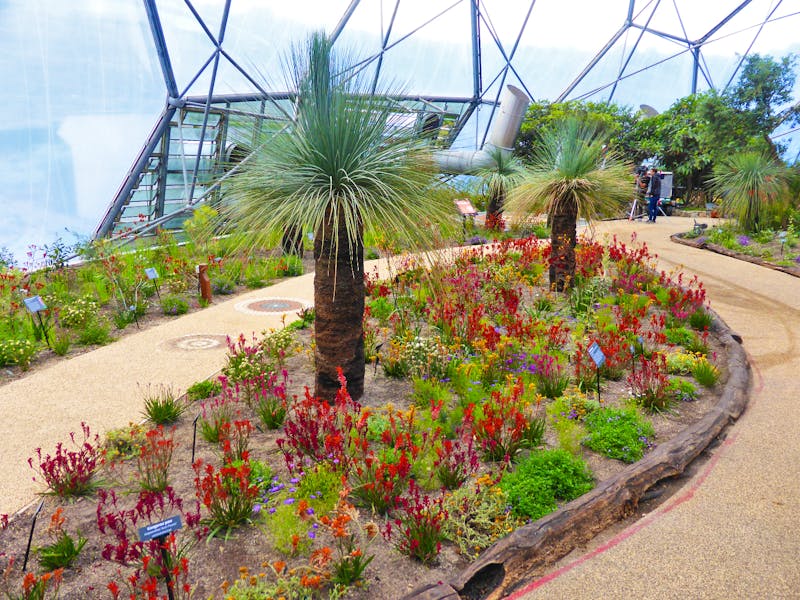 Eden Project - botanischer Garten in Cornwall - ©Claudia Bernhardt - Eberhardt TRAVEL