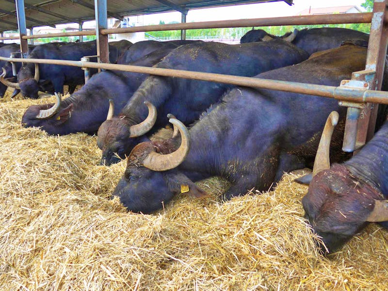 Büffelfarm im Cilento - ©Ria Heilmann - Eberhardt TRAVEL