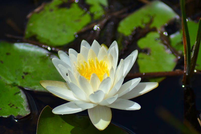 Seerose in den Everglades in Florida - ©Laura Wonneberger - Eberhardt TRAVEL