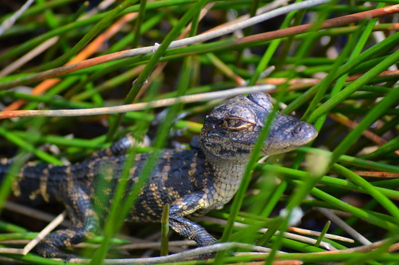 Baby-Alligator in den Everglades  - ©Laura Wonneberger - Eberhardt TRAVEL
