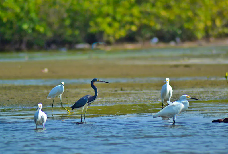 Kanufahrt durch Mangroven von La Boquilla - &copy;Laura Wonneberger - Eberhardt TRAVEL