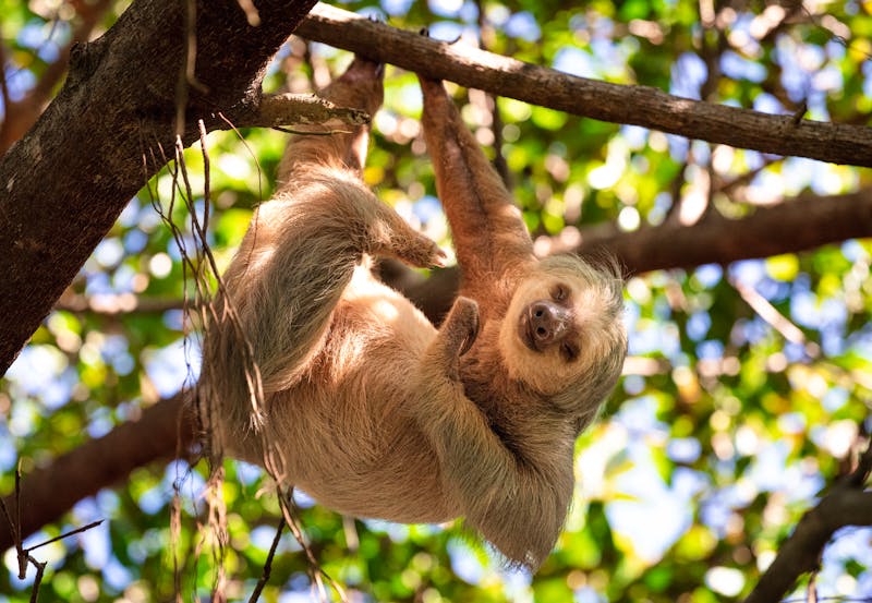 Faultier im Manuel Antonio Nationalpark - ©Cavan - stock.adobe.com
