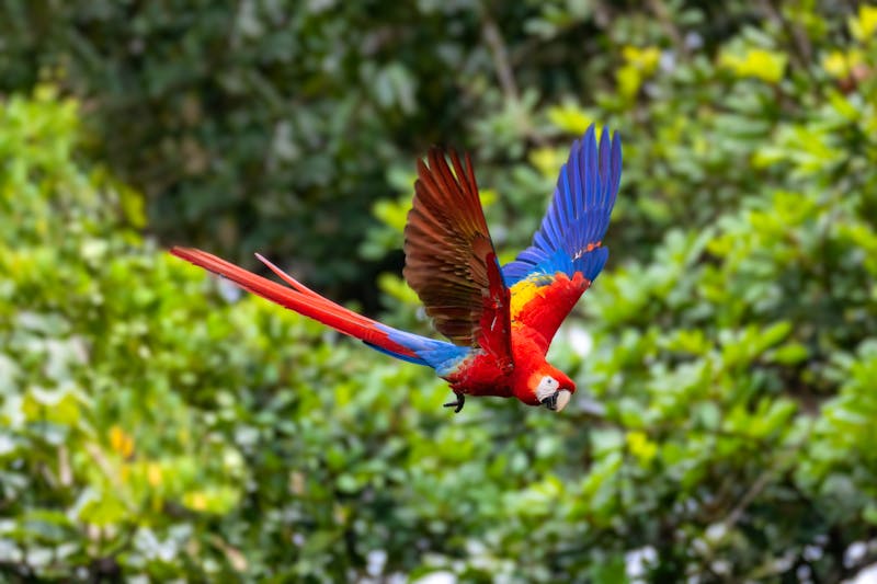 Roter Ara im Manuel Antonio Nationalpark bei Quepos - ©ArtushFoto - stock.adobe.com