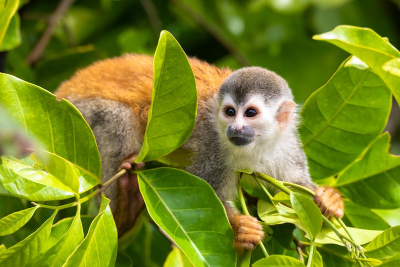 Totenkopfäffchen im Manuel Antonio Nationalpark - ©ArtushFoto - stock.adobe.com