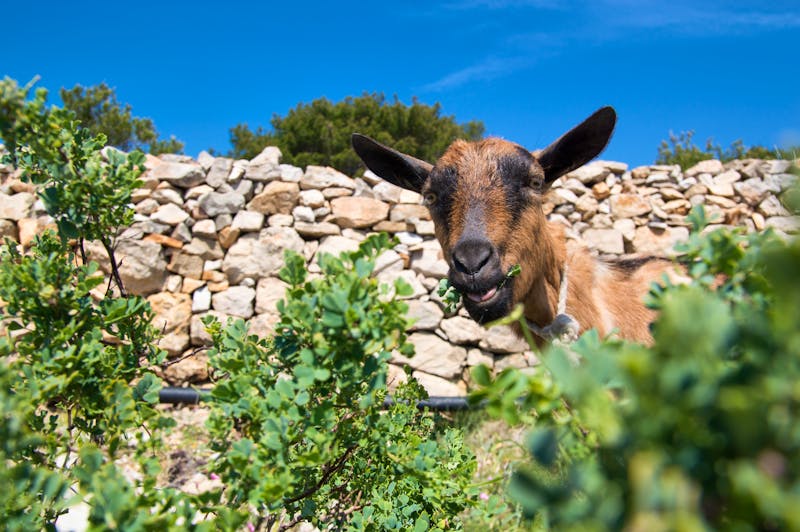 Ziege auf der Insel Cres - Kroatien - ©Marnel Tomić - stock.adobe.com