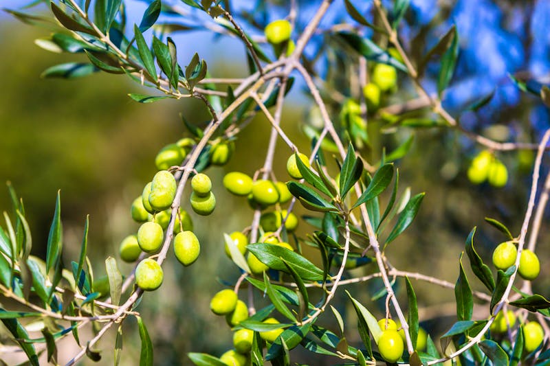 Olivenbaum - ©mmphoto - stock.adobe.com
