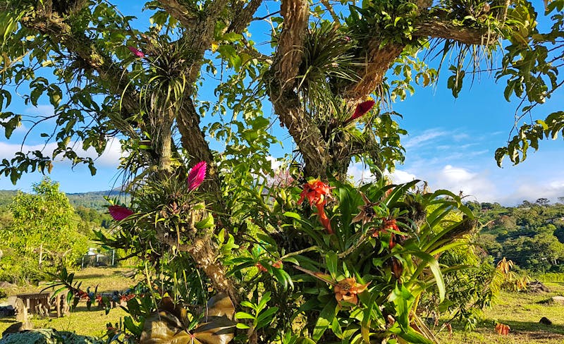 Im Garten der Guayabo Lodge - Turrialba - ©Ria Heilmann - Eberhardt TRAVEL