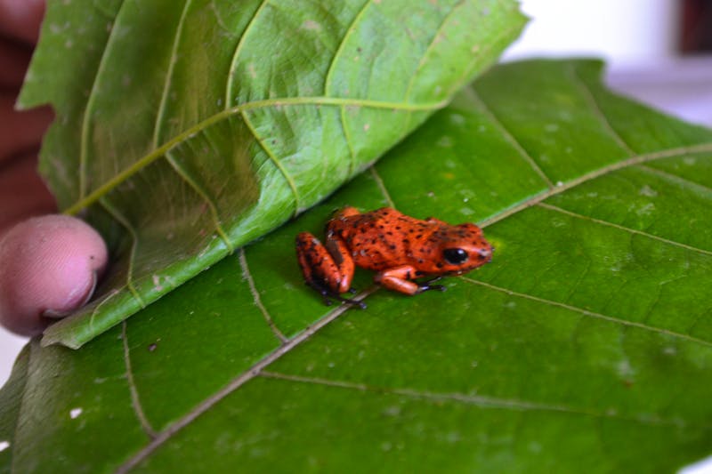 Frosch im Tortuguero Nationalpark - ©Laura Wonneberger - Eberhardt TRAVEL