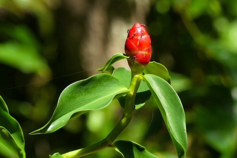 Exotische Pflanze im Cahuita Nationalpark - ©Frank Nimschowski - Eberhardt TRAVEL
