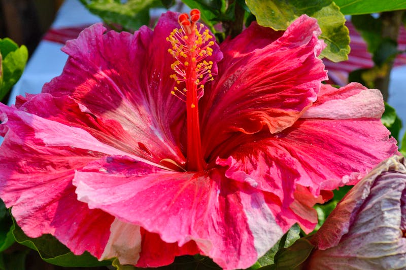 Hibiskusblüte in Antigua - Guatemala - ©Laura Wonneberger - Eberhardt TRAVEL