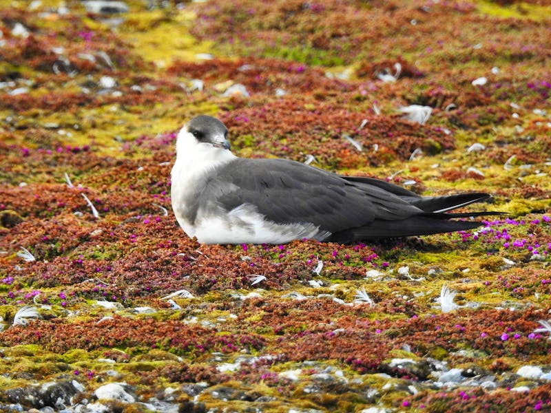 Vogelparadies Spitzbergen  - ©Sabine Letzybyll - Eberhardt TRAVEL
