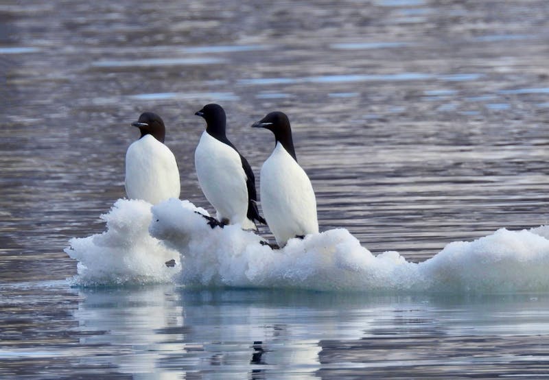 Seevögel in Spitzbergen - ©Sabine Letzybyll - Eberhardt TRAVEL