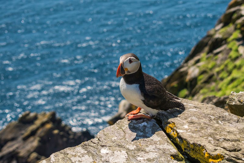 Papageientaucher - ©Philipp - stock.adobe.com