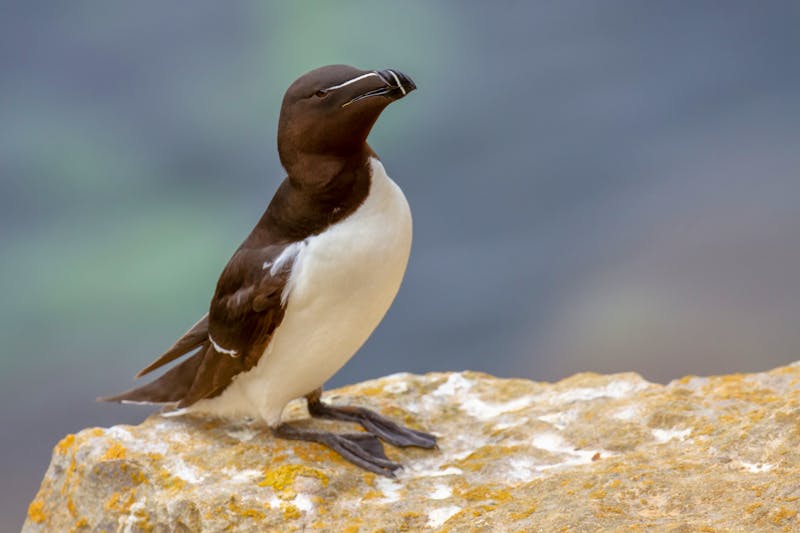 Tordalke - ©Ian Sherriffs - stock.adobe.com