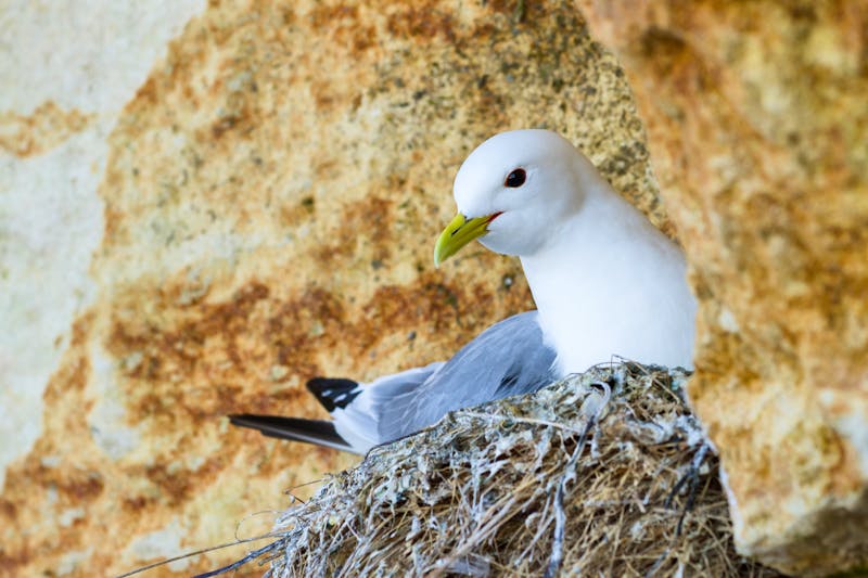 Dreizehenmöwe - ©Alexander Erdbeer - stock.adobe.com