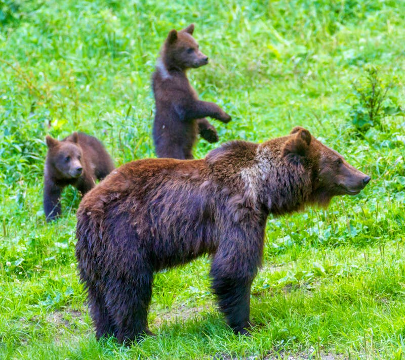 Braunbären in Rumänien - ©Iurii - stock.adobe.com