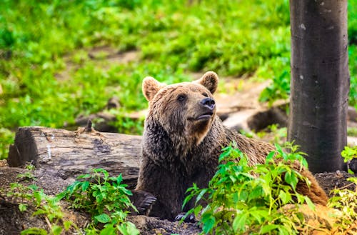 Braunbär in den rumänischen Karpaten &ndash; &copy; Emi Cristea | www.Emiphotostock.com - stock.adobe.com