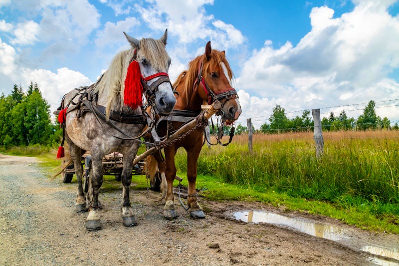 Pferdekutschfahrt in Rumänien - ©Moshe Einhorn - stock.adobe.com