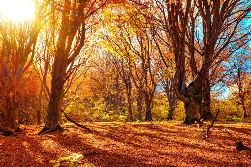 Buchenwälder in der Region Sibiu - ©Roberto Sorin - stock.adobe.com