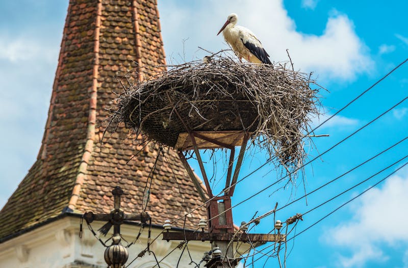 Storchennest in Sibiel - Transsilvanien - ©Fotokon - stock.adobe.com