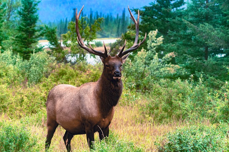 Wapiti-Hirsch im Jasper Nationalpark - ©Petr - stock.adobe.com