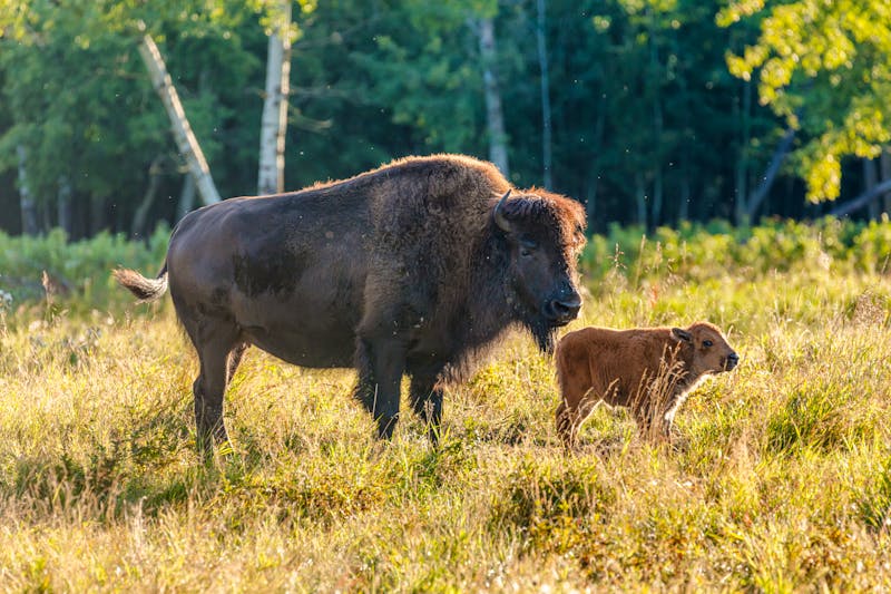 Bisons im Elk Island Nationalpark - Provinz Alberta - ©Chris - stock.adobe.com