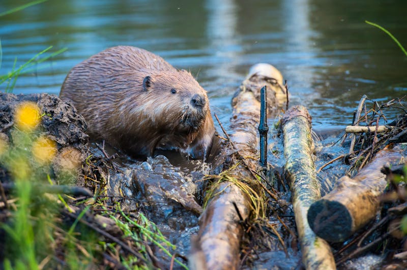 Biber in Kanada - &copy;Jillian - stock.adobe.com