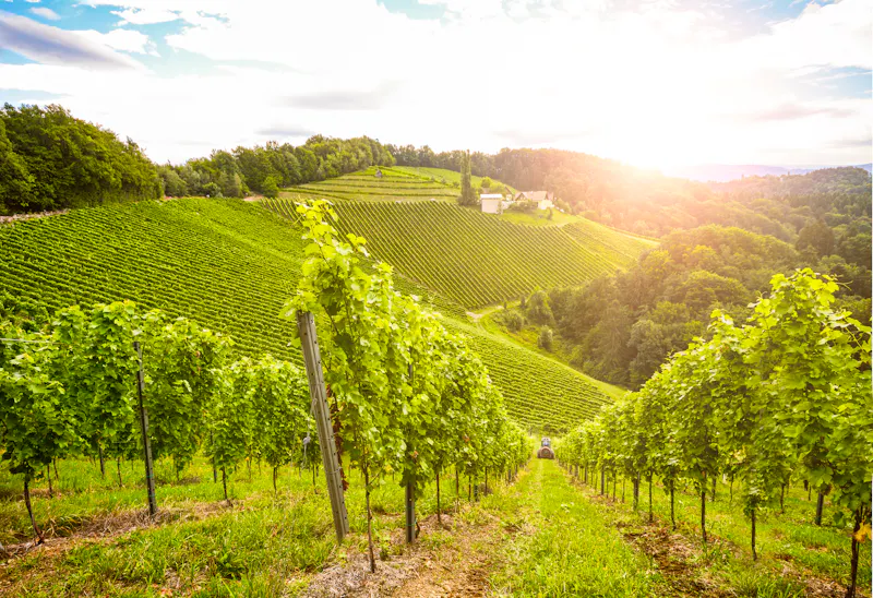 Weinberge entlang der Südsteirischen Weinstraße in Österreich - &copy;ah_fotobox - stock.adobe.com