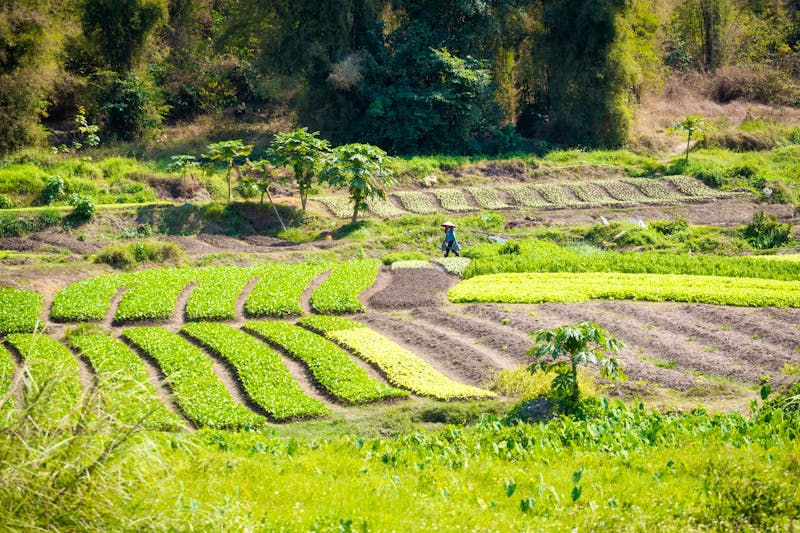 Luang Prabang -traditionelle Landwirtschaft in Laos - ©sitriel - stock.adobe.com
